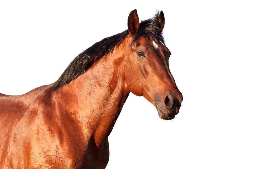 Muscle supplements for horses