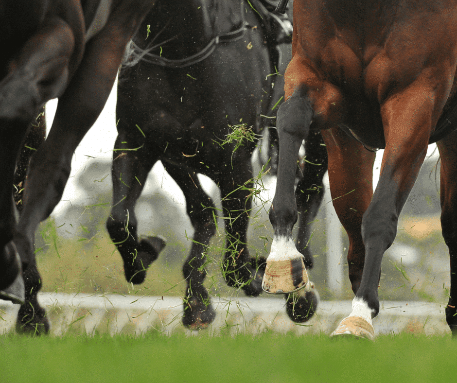 Great Benefits of Arnica for Horses and its uses - Synovium Horse Health