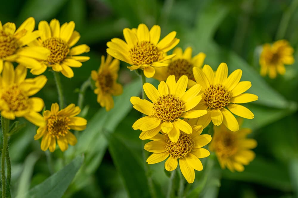 Arnica Montana Flower