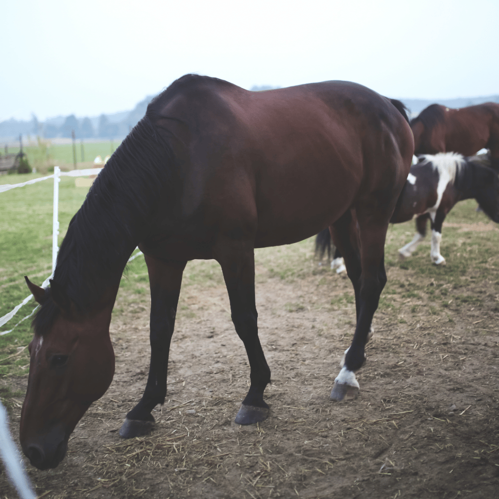 vitamin and mineral deficiencies in horses Synovium