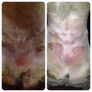 Mud Fever in horses treatment