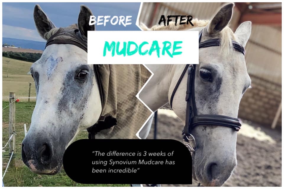 The truth about Mud Fever in horses - Synovium Horse Health