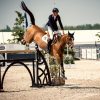 Chad Fellows Showjumper Synovium Supplements equine Probiotic immune support