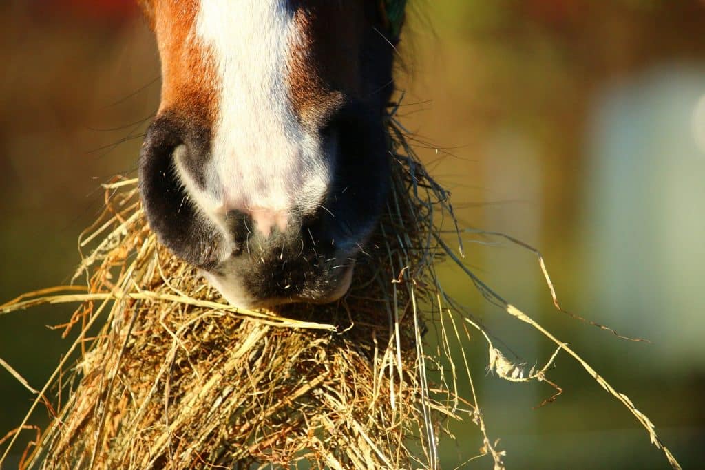 optimal gut health in horses