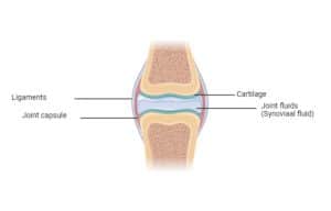 Horse joint capsule, ligaments, synovial fluid and cartilage.