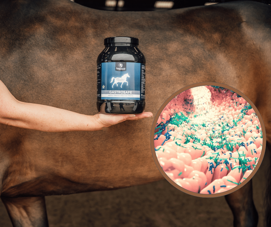 Hindgut Disorders and Dysbiosis: Effects on Equine Digestive Function
